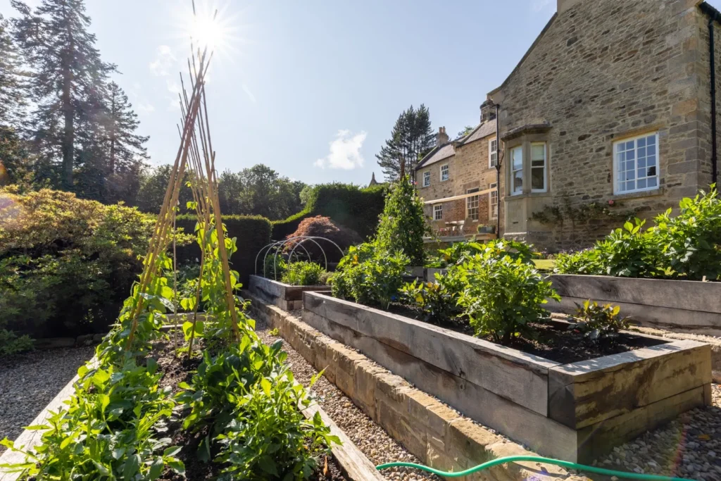 Premier Gardens A sunlit garden with raised wooden beds filled with green plants sits next to a stone house. Featuring thoughtful garden design Northumberland style, a bamboo trellis stands in one bed, and soft landscaping surrounds the space. Landscaping Newcastle